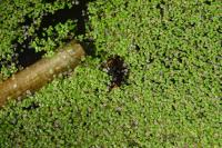 Vespa velutina