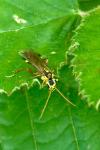 Tenthredopsis litterata