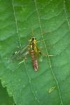 Tenthredopsis litterata