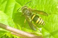 Ancistrocerus