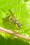 Ancistrocerus