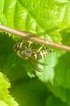 Ancistrocerus