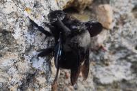 Xylocopa violacea
