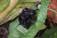Xylocopa violacea
