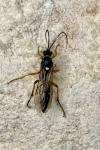 Diphyus quadripunctorius