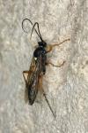 Diphyus quadripunctorius