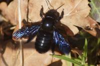 Xylocopa