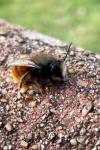 Osmia cornuta