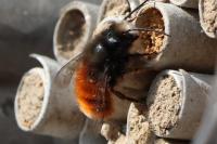 Osmia cornuta