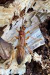 Lymantrichneumon disparis