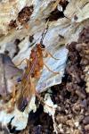 Lymantrichneumon disparis