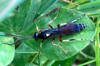 Ctenichneumon panzeri