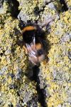 Bombus