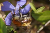 Bombus pascuorum