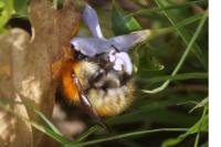 Bombus pascuorum