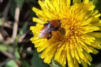 Andrena fulva