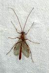 Ophion