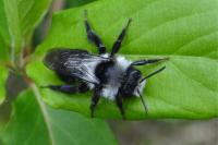 Andrena cineraria