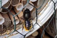 Osmia cornuta