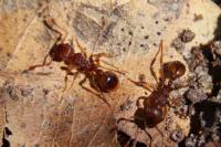 Myrmica
