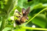 Andrena florea