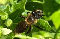 Andrena florea