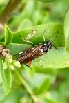 Macrophya punctumalbum