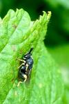 Brachymeria
