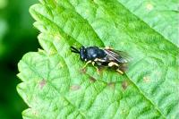 Brachymeria