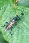Macrophya militaris