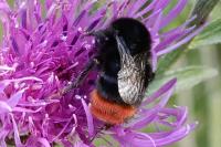 Bombus lapidarius