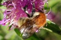 Bombus pascuorum
