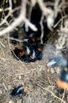 Bombus lapidarius