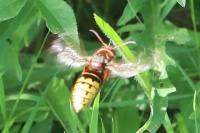 Vespa crabro