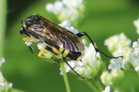Macrophya montana