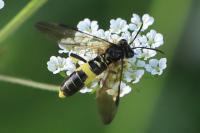 Tenthredo temula