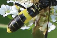 Tenthredo temula