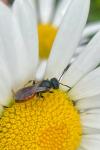 Sphecodes