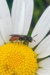 Sphecodes