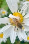 Apis mellifera