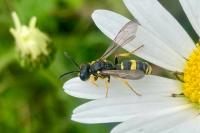 Cerceris rybyensis