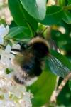 Bombus sylvestris