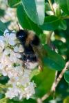 Bombus sylvestris