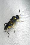 Macrophya montana