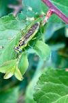 Rhogogaster chlorosoma