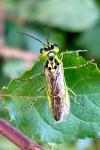 Rhogogaster chlorosoma