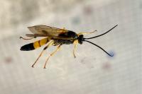 Amblyteles armatorius