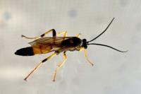 Amblyteles armatorius