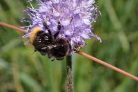 Bombus ruderarius