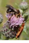 Macropis europaea